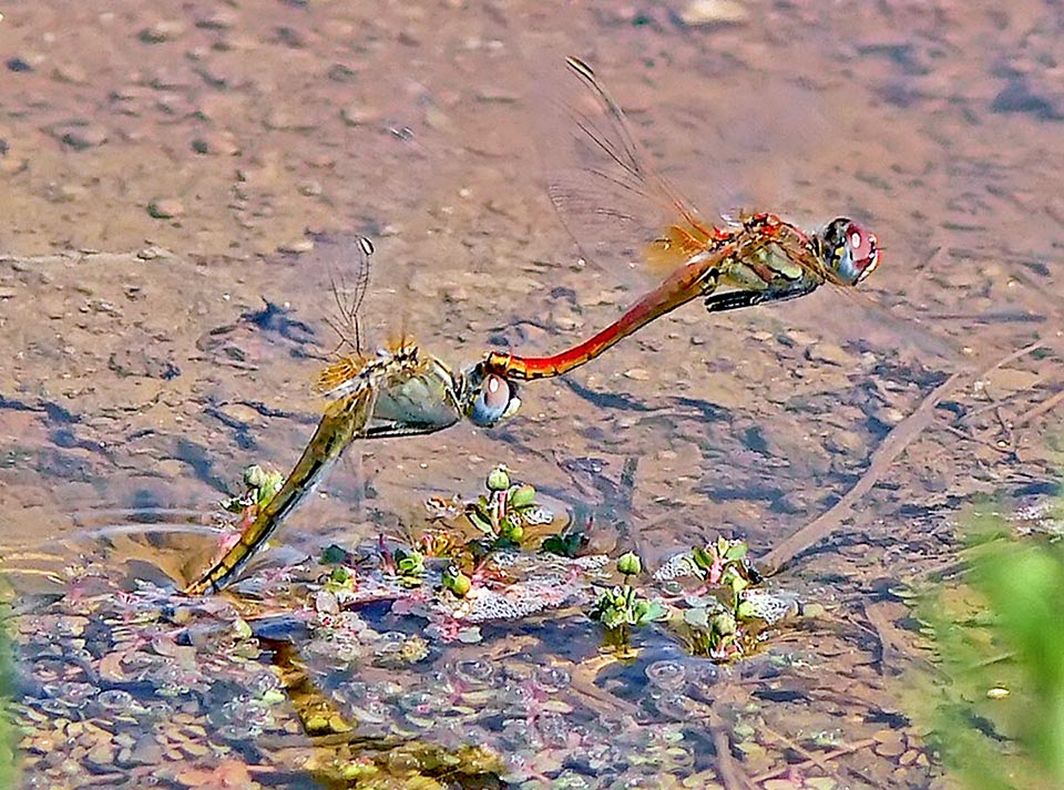 Femmina di Sympetrum fonscolombii che depone le uova.