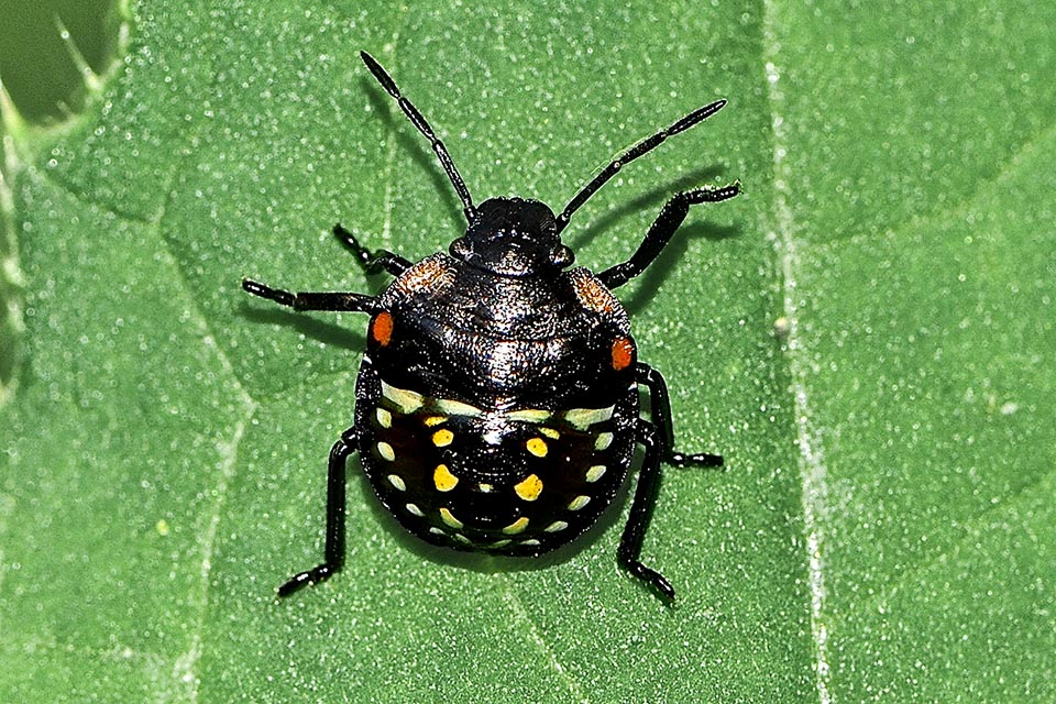 Le neanidi di Nezara viridula alla fine della prima età hanno spesso il tegumento molto scuro sul quale spiccano le macchie