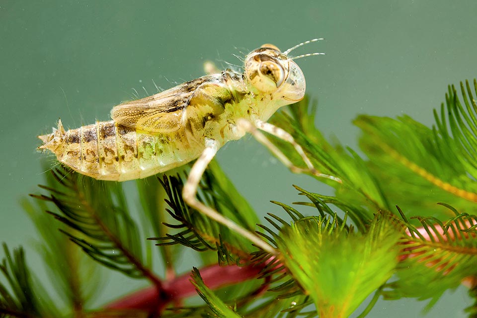 Larva of Sympetrum fonscolombii preying on a water plant.