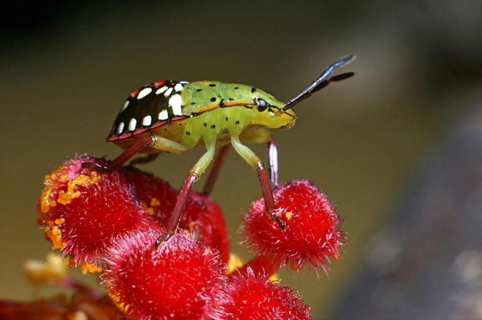 The second age neanids feed on pricking and sucking the humours of numerous plants. The trophic activity is even more intense during the nymphal stages