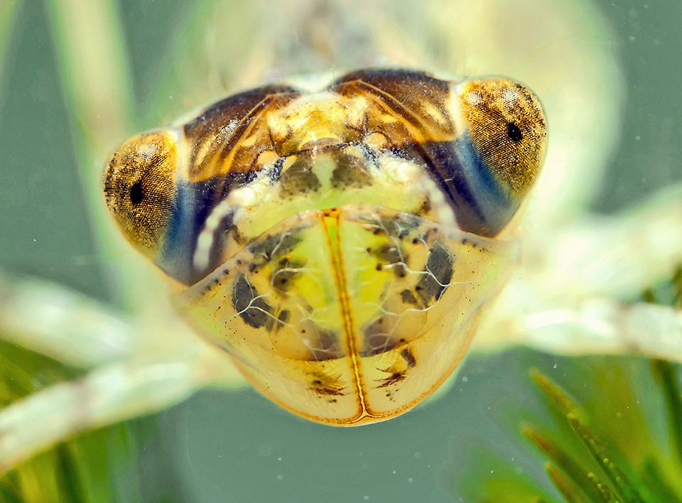 Testa larva di Sympetrum fonscolombii.