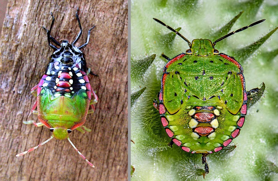 Last age nymph of Nezara viridula while moulting and specimen now close to the adult stage