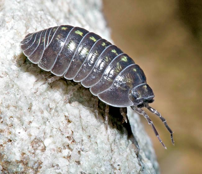 Armadillidium vulgare, Armadillidiidae