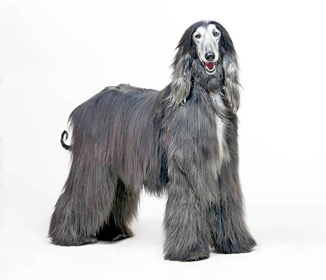 Afghan Hound, Dog, Canis lupus familiaris