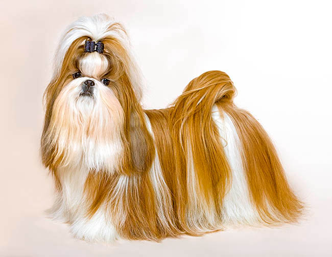 Shih Tzu, Perro, Canis lupus familiaris