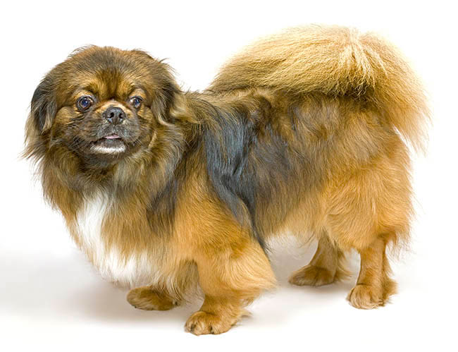 Tibetan Spaniel, Dog, Canis lupus familiaris