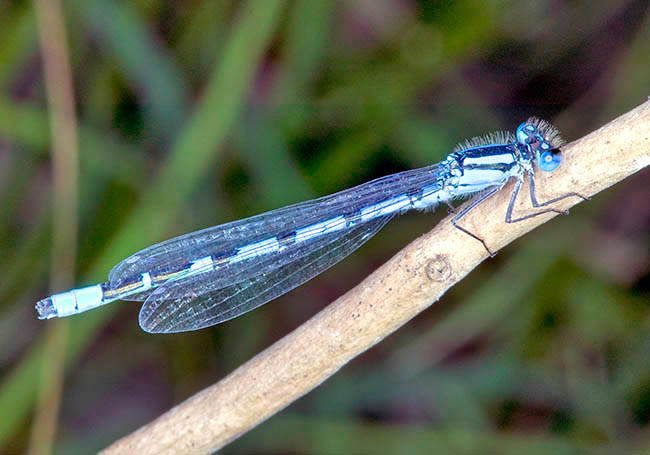 Enallagma cyathigerum, Coenagrionidae, libélula común azul