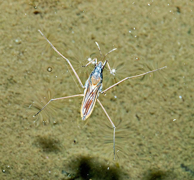 Gerris costae, Gerridae, Moorland pondskater