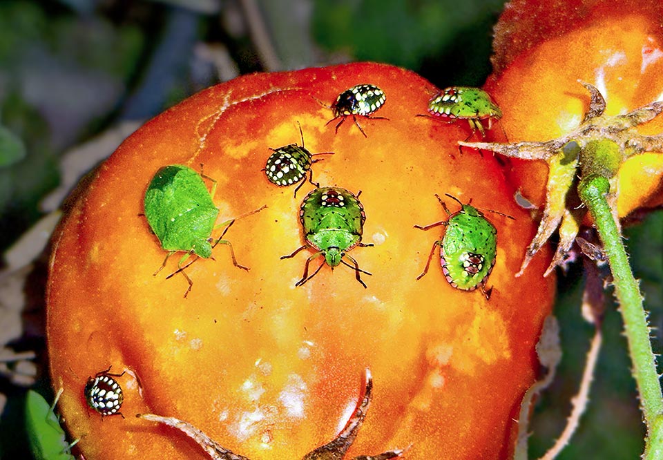 En fait, voici un adulte, des nouveau-nés et des nymphes de Nezara viridulacausant des dégâts évidents à une tomate avec leurs piqûres..