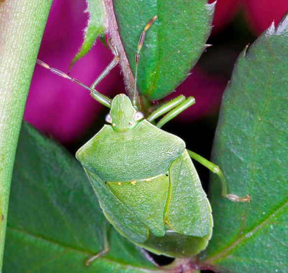 Nezara viridula Monaco Nature Encyclopedia