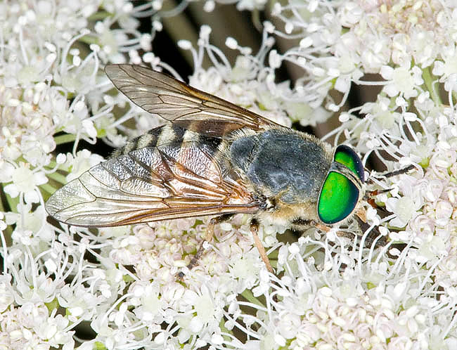 Philipomyia aprica, Tabanidae