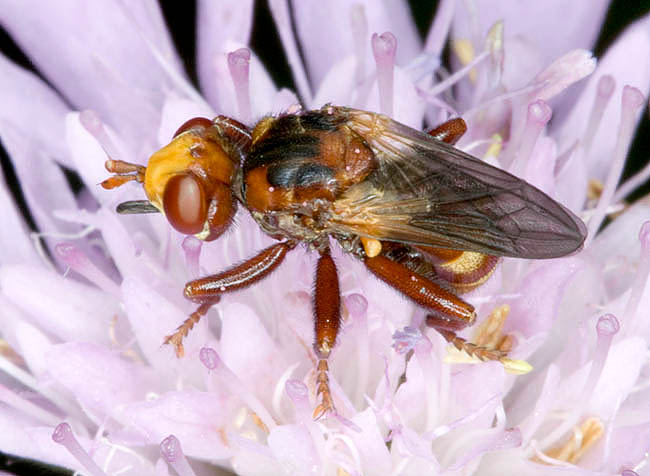 Sicus ferrugineus, Conopidae