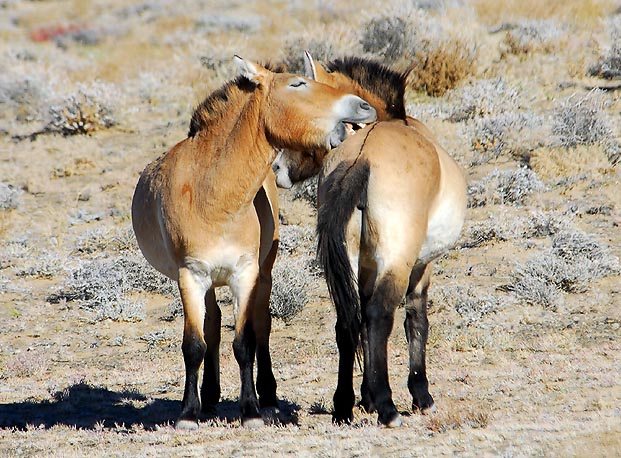 Affettuosità fra Equus przewalski © David Blank