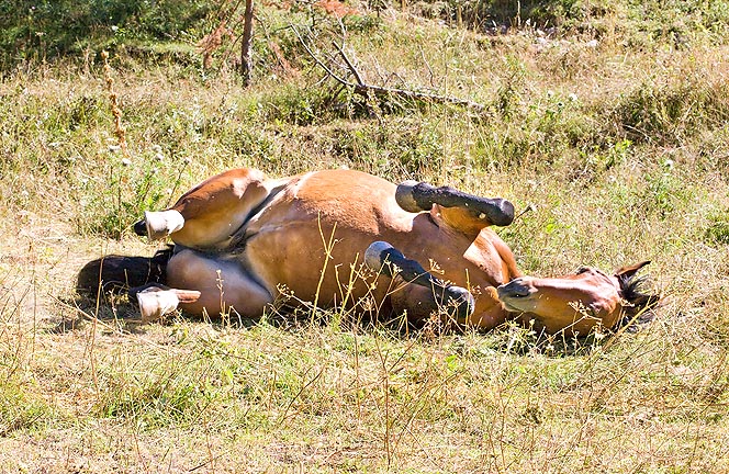 Anche ai cavalli piace giocare, magari rotolandosi sull'erba © Giuseppe Mazza