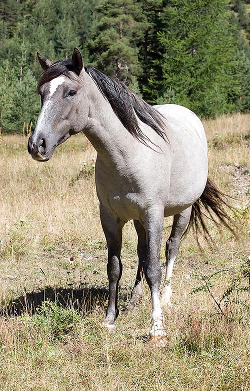 Cavallo Argentino © Giuseppe Mazza