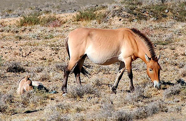 Equus przewalski con piccolo © David Blank