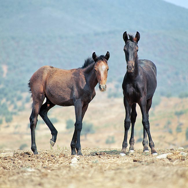 Foals of Maremmano Hors © Giuseppe Mazza