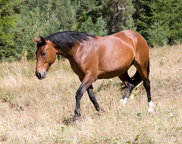 French Trotter © Giuseppe Mazza