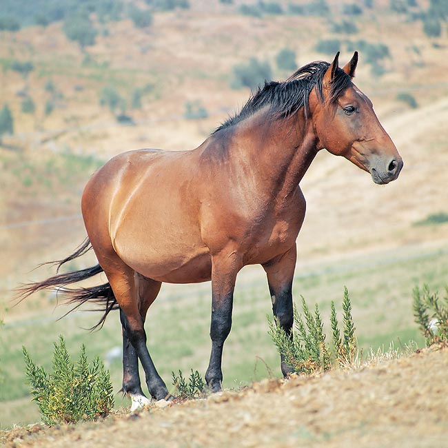 Un cavallo Maremmano : struttura robusta, carattere mite e un’impressione di eccezionale potenza © Mazza