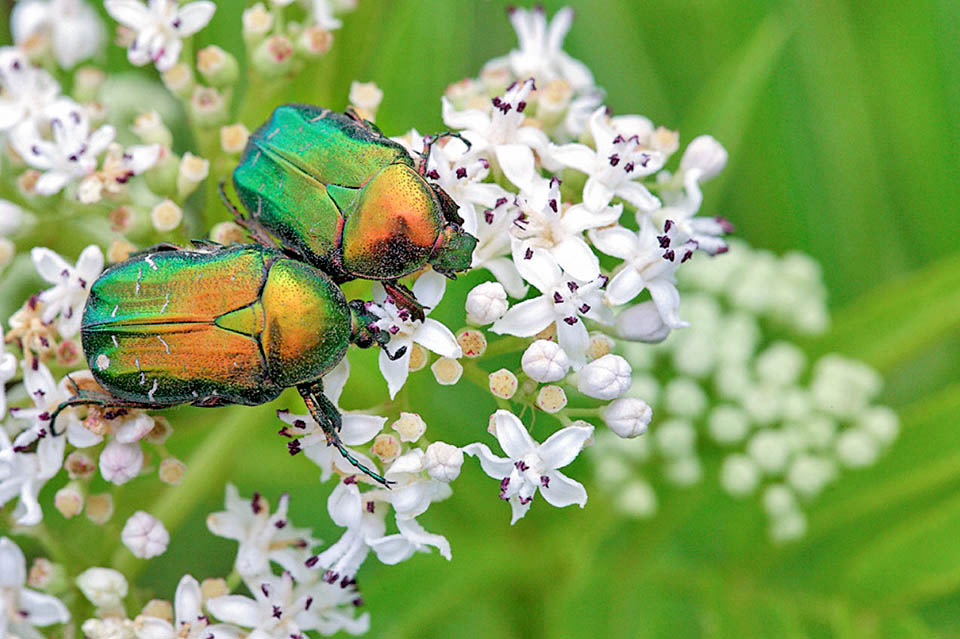 Cetonia aurata è presente nelle zone calde e temperate dell’Europa centrale e meridionale e in alcune aree del Nord Africa e dell’Asia