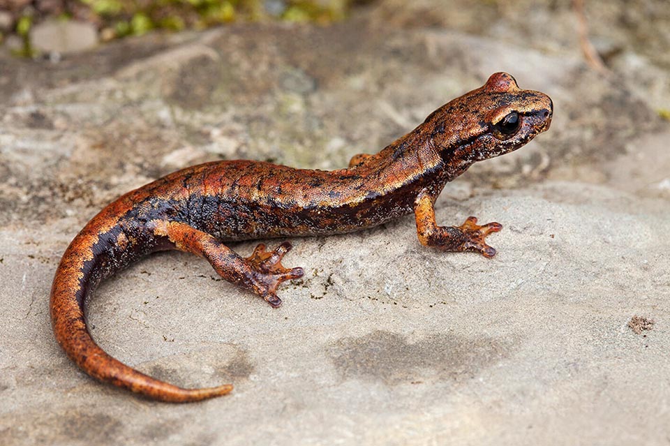 Italian cave salamander (Hydromantes italicus) is an Italian endemic species, spread in centre-north Apennine, from Emilia-Romagna to Lazio, present also in the Republic of San Marino and well distributed between 80 and 1598 m of altitude. The males and the females reach respectively the 112 and 120 cm