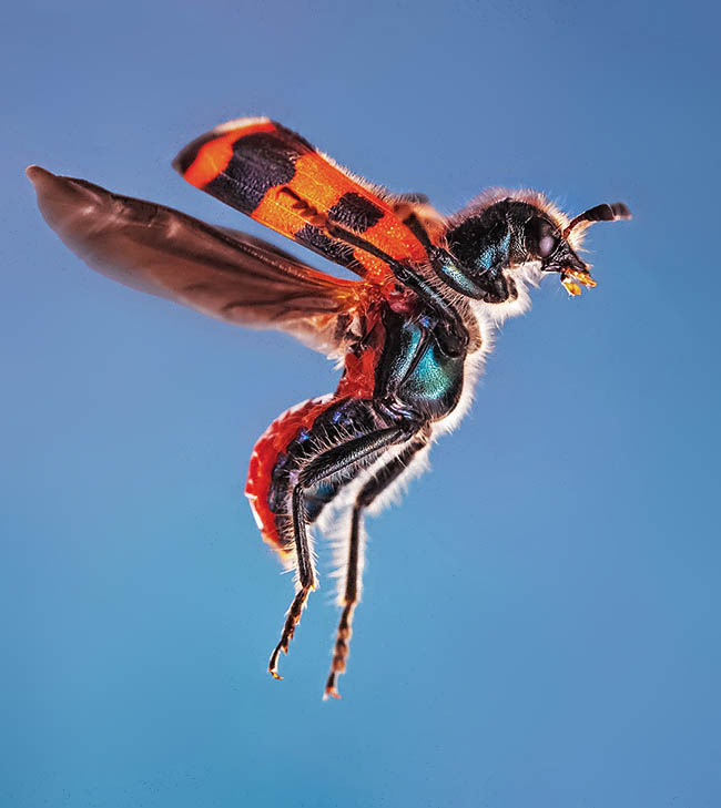 Excellent flyer, due to the ample hind wings, folded and protected when resting under the elytra, Trichodes apiarius can do long flights looking for flowers and nests of solitary or social Bees where the fertile females lay their eggs