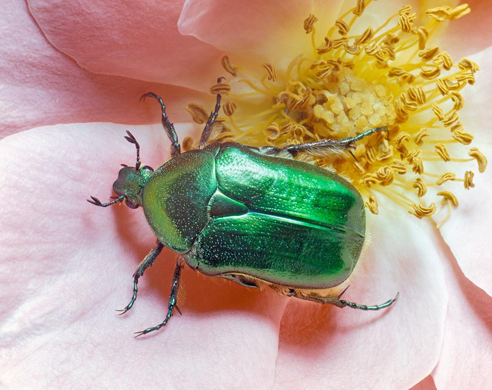 Adults appear in June-July. Their choice flowers are the roses, where they gnaw the tender petals and anthers rich in pollen 