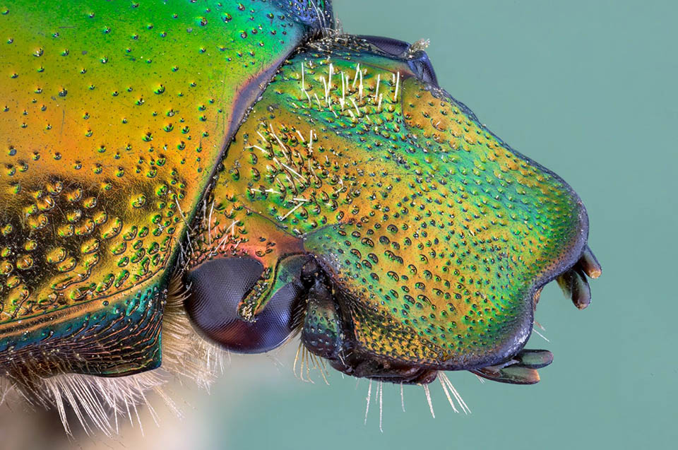 Détail de la tête. L'iridescence de couleur métallique est le résultat de l'interférence entre les rayons lumineux réfléchis par des micro-lamelles superposées 