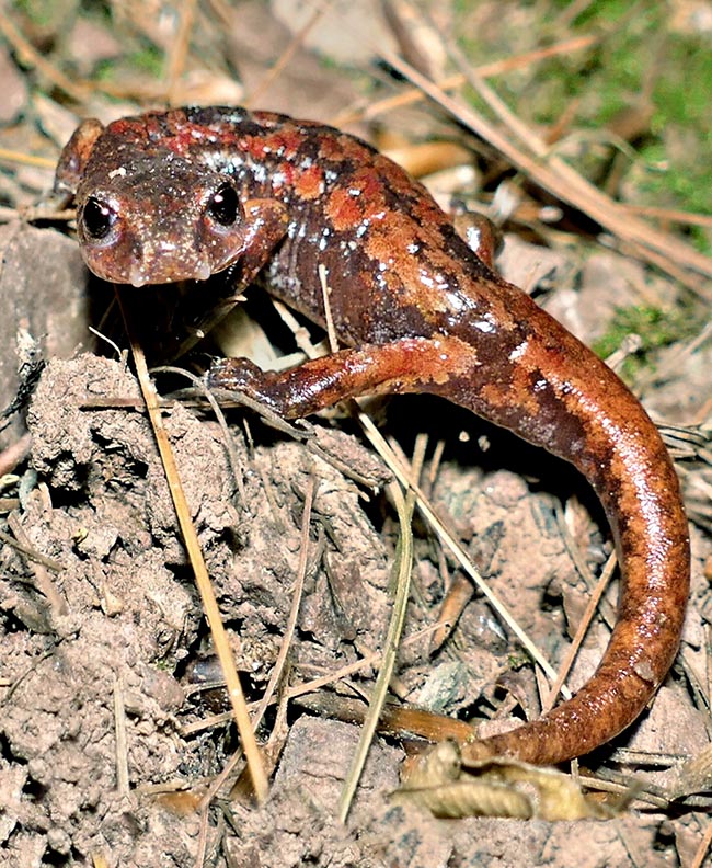 La coloration de son dos est variable et va de la terre d'ombre brûlée à une teinte bistre ou noirâtre avec des taches lichéniformes sur le tronc et la queue. Le dimorphisme sexuel est visible dans certaines caractéristiques bien identifiables : la queue plus longue chez les mâles, la présence de la glande mentonnière et des cirrhes naso-labiaux plus développés 