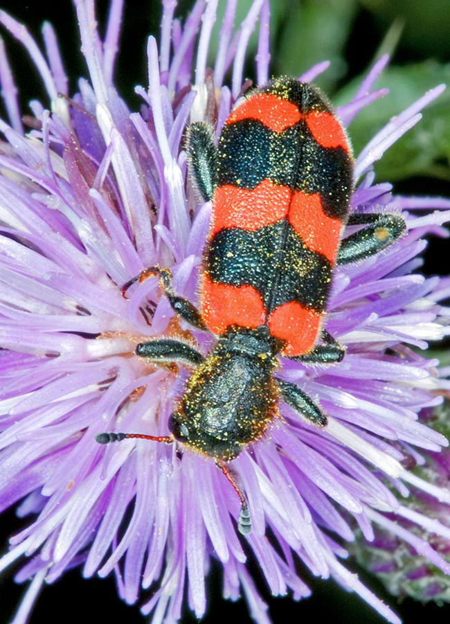 9-16 mm long, is frequent in Eurasia, North Africa and North America looking for nectar, pollen or prey on flowers 