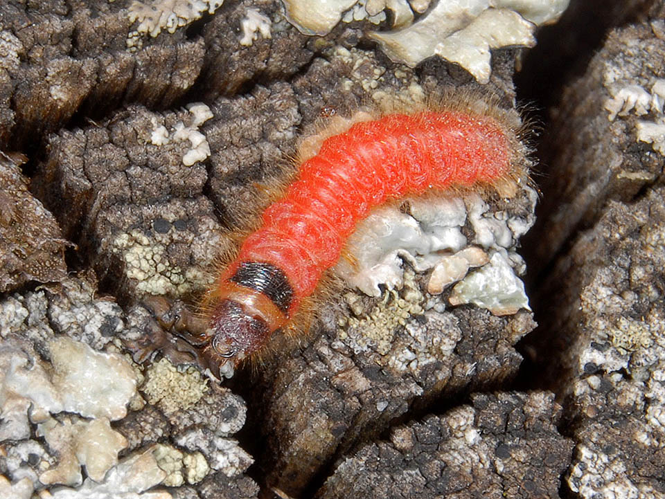 A larva surprised by the worker bees who, while inspecting and cleaning the cells, have chased it out the nest. Usually, in fact, it is not on the soil, well hidden in the hive 