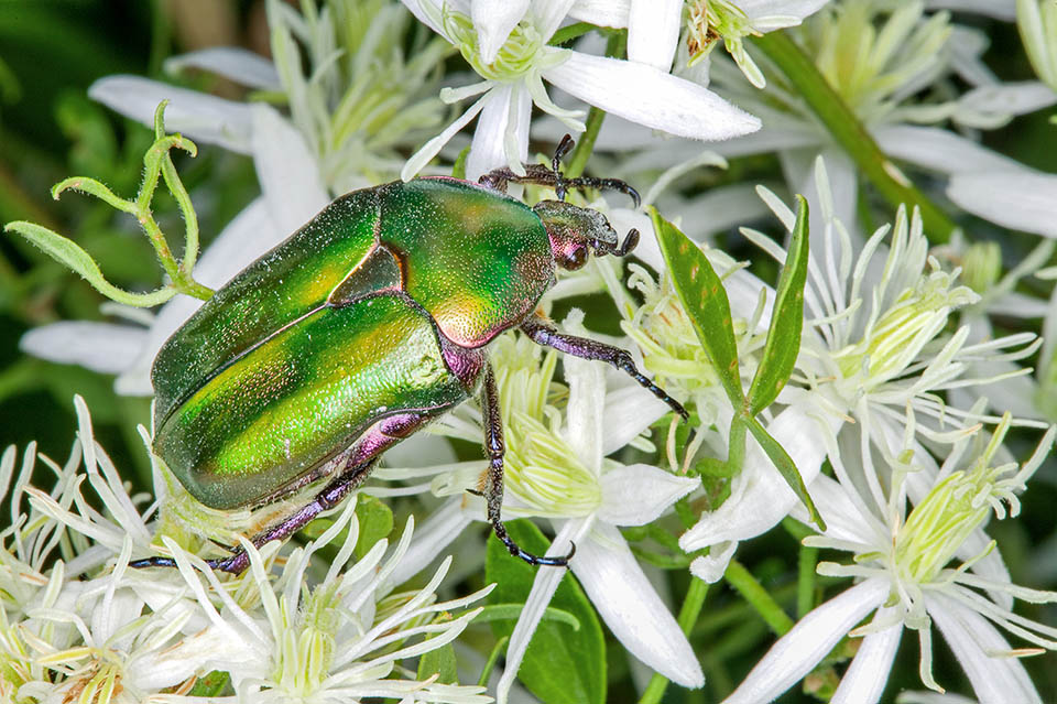 Les adultes se nourrissent de pollen et de pétales de fleurs. L'appareil buccal de type masticatoire n'a pas de mandibules puissantes. Ils ne peuvent pas ronger les feuilles 