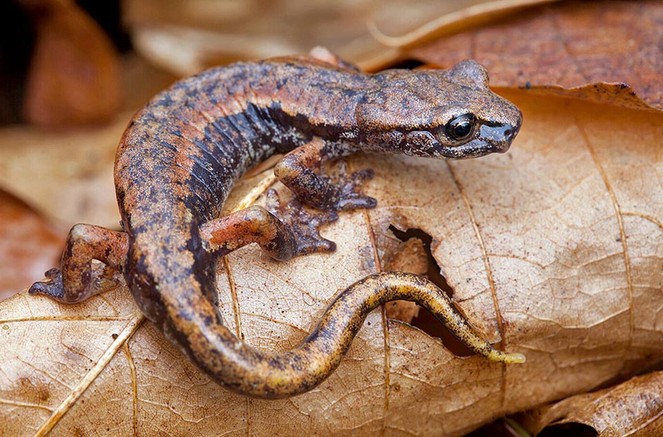 In epigeal habitat the Italian cave salamander can be met mainly by night, or in particularly humid days sheltering in the undergrowth