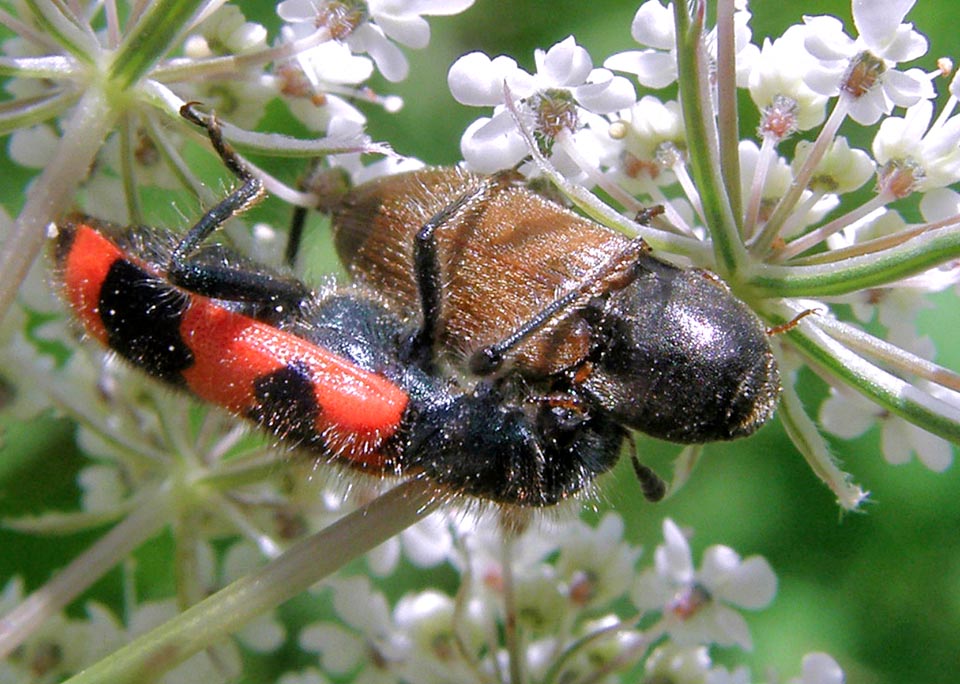 The flowers visited by adults attract many insects who are attacked while feeding. Scoliidae coleopterans stand among the preys preferred by the Trichodes apiarius 