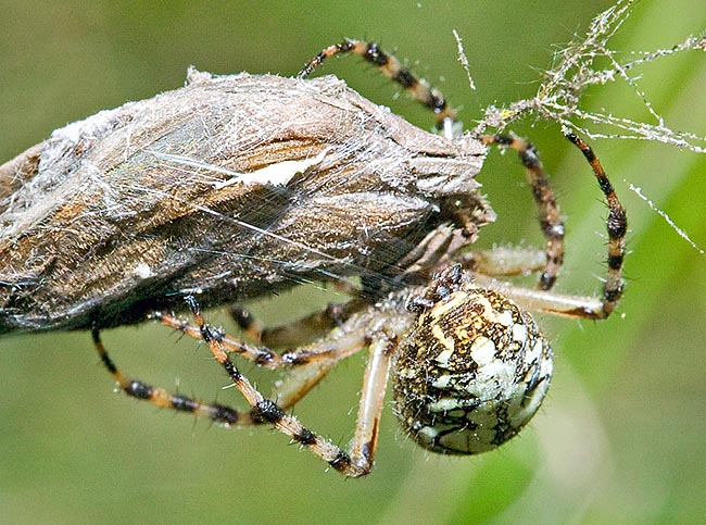 Elle est immédiatement enveloppée dans un cocon de soie, puis l’araignée inocule les enzymes digestives provoquant la liquéfaction des tissus internes, une prédigestion qui lui permet alors de sucer la nourriture © Giuseppe Mazza