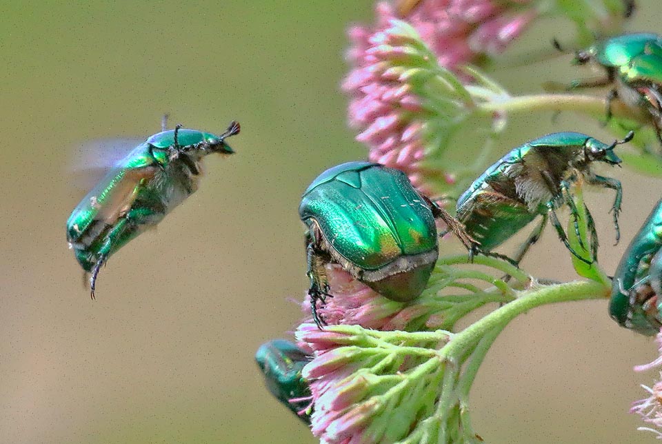 La Cetonia dorata vola senza sollevare le elitre. Non è raro trovare assembramenti d’adulti attirati dai fiori e dai partener