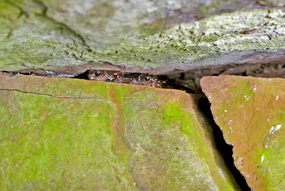 During the day, especially in the warmest hours, it seeks shelter under stones, roots, rotting trunks and natural or artificial cavities in the rocks 