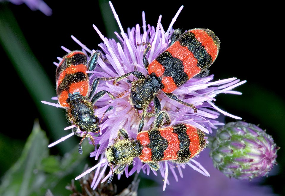 When the blooms are scarce it is not rare to find more individuals often concentrated on the same flower. The numerous and long hairs present on their body hold the pollen grains that will then be moved on other plants thus ensuring the crossed pollination of numerous spontaneous and cultivated species 