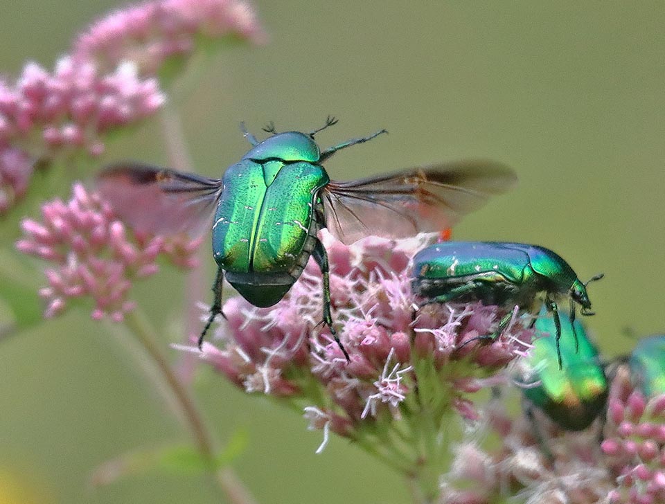 This male has the last articles of the antennae spread because has found and is following the scented trail of a female 