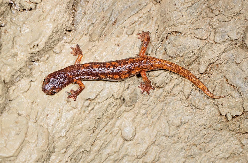 The most common environment where to see it is a grotto. Inside them in fact it finds many favourable conditions. Foremost, the always moderate temperature with the right humidity rate, a good protection from predators and a good diversity of prey: Gastropods, Coleopterans, terrestrial Isopods and Lepidoptera