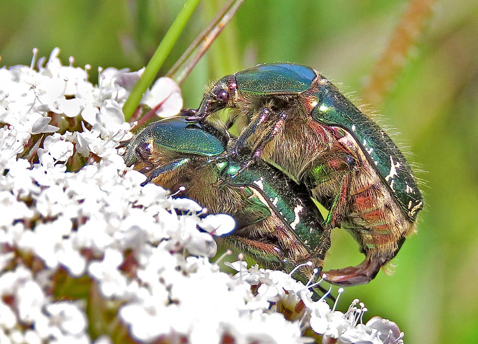 Mating occurs not too far. The females lay dozens of eggs in the ground or in the cavities of the trunks of old plants