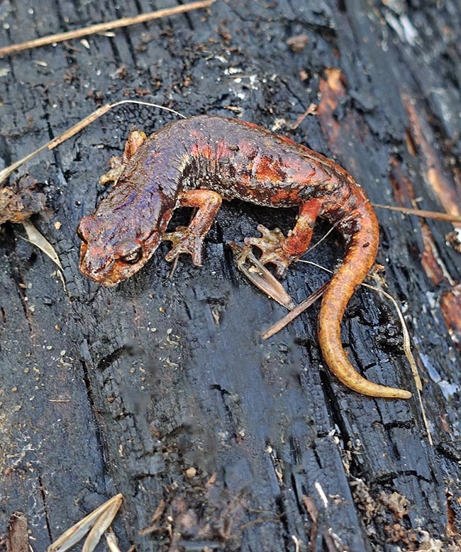 Le Spélerpès italien est une espèce ovipare. La femelle pond de 6 à 16 œufs en général dans des endroits souterrains ou comportant toujours des taux d'humidité élevés comme des troncs pourrissants. Les œufs pondus sont terrestres et se développent directement. Le développement embryonnaire suivi de l'éclosion dure entre 6 à 7 et 10 à 11 mois