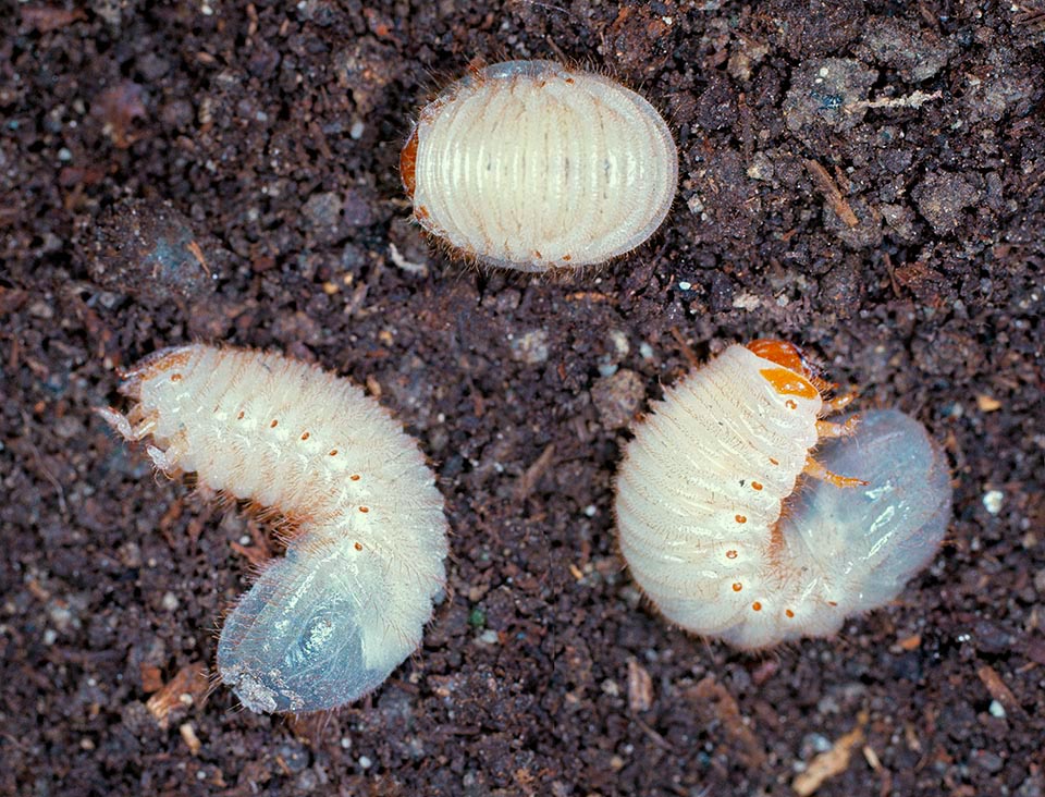 Trois larves blanchâtres exposées au jour remuant un compost où elles se nourrissent de déchets. Elles mesurent 3 à 4 cm. On note sur les côtés les stigmates respiratoires jaunes
