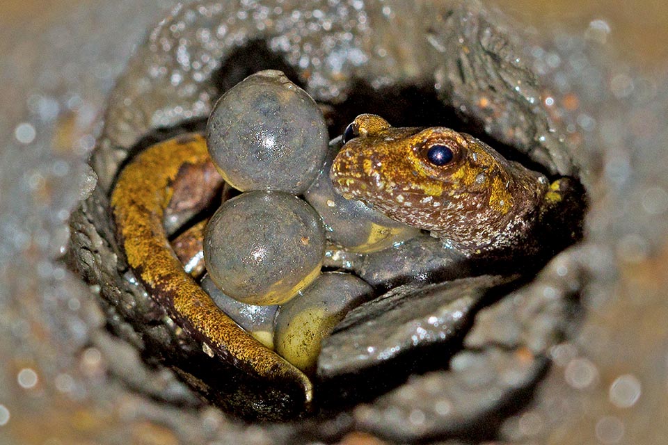 To the eggs mum carries out specific parental care, curling up on them until hatching, and in some cases even more, continuing to control the progeny. Upon birth the young already resemble the adult and are defined larvae at term. They are about 20-30 mm long, with a weight not exceeding the 200 mg