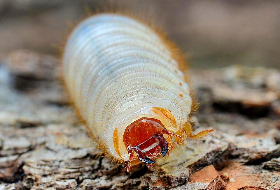 Particolare del capo con le robuste mandibole. Le larve sono strettamente detritivore e a differenza di quelle del Maggiolino non si nutrono di radici 