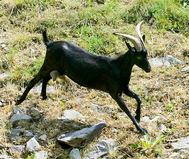 Capra hircus, Bovidae, cabra doméstica