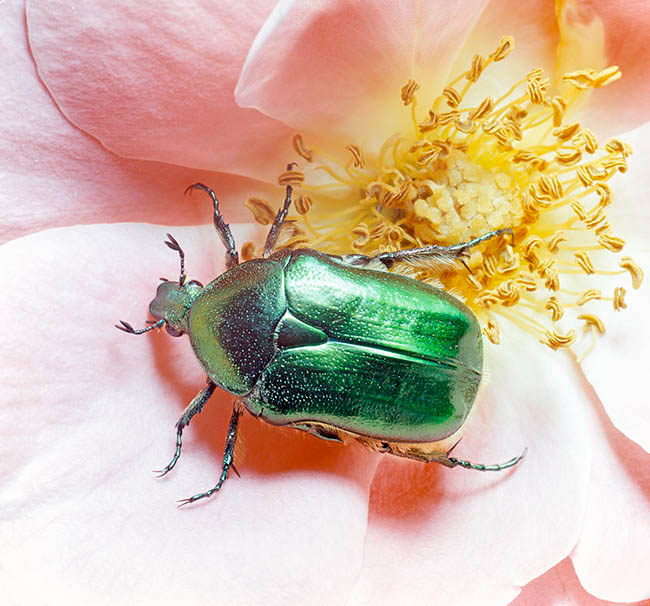 Cetonia aurata, Scarabaeidae, cetonia dorata Cetonia aurata, Scarabaeidae, cetonia dorata