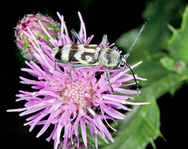 Chlorophorus varius, Cerambycidae, grape wood borer