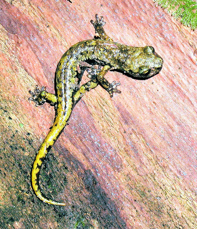 Hydromantes italicus, Plethodontidae Hydromantes italicus, Plethodontidae