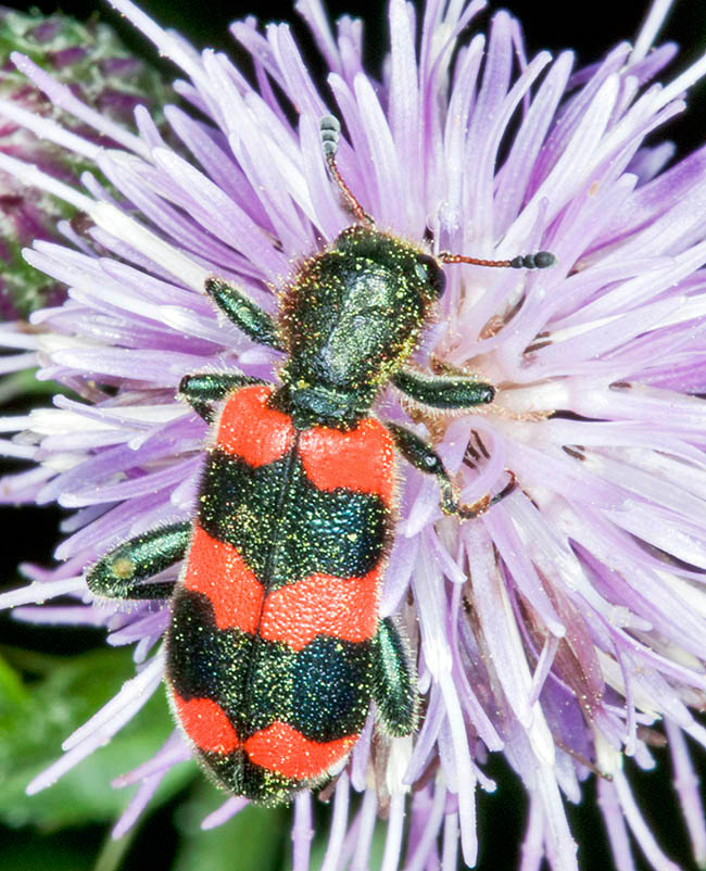 Trichodes apiarius, Cleridae Trichodes apiarius, Cleridae